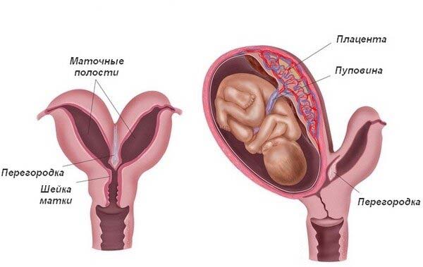 жіночі дітородні органи