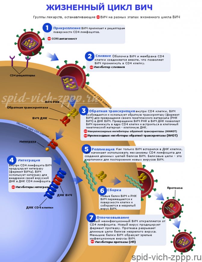 Життєвий цикл ВІЛ (докладно) з точками впліву антіретровірусніх препаратів.